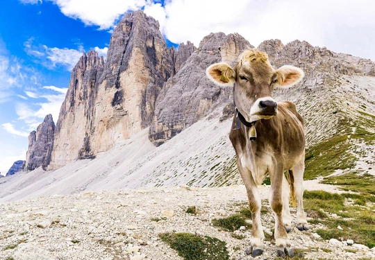 A calf on a rocky trail in front of pale limestone peaks