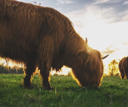 A long-haired highland cow grazing in a meadow, lit from behind by the sun
