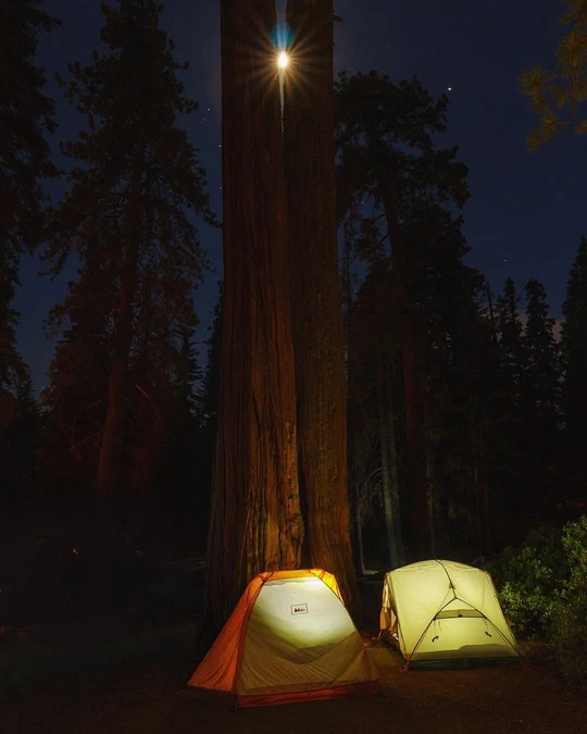 Two lit tents beneath a giant tree at night, with a bright light shining between its trunks